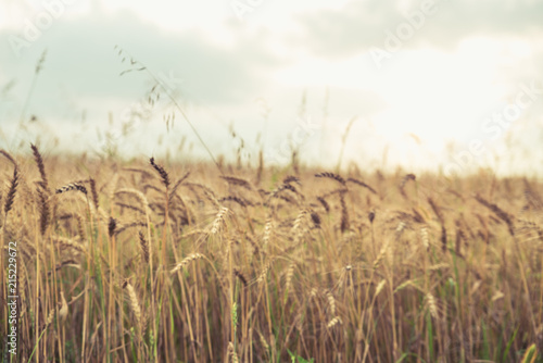 Close up of wheat field. Side view. Horizontal. Tilted.