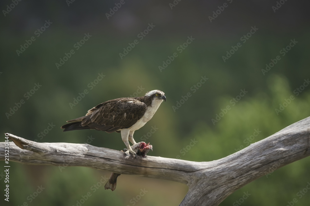 Osprey_448 Osprey_448