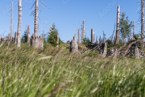 Landschaft auf dem Berg großer Rachel im Bayerischen Wald, Deutschland