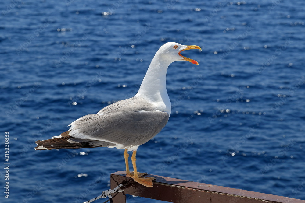 Larus michahellis. Mediterranean Seagull close-up with open beak Larus michahellis. Mediterranean Seagull close-up with open beak