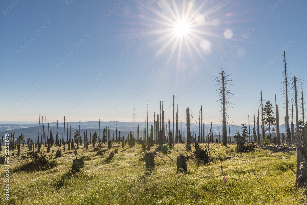 Obraz premium Landschaft auf dem Berg großer Rachel im Bayerischen Wald, Deutschland