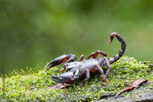 Heterometrus longimanus black scorpion.Emperor Scorpion, Pandinus imperator over natural background photo