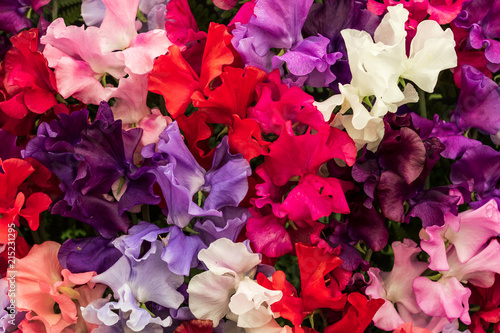 Foto Sweet pea (Mixed Spencer)