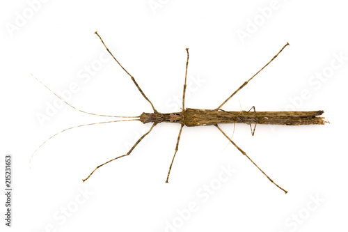 Image of a siam giant stick insect and stick insect baby on white background. Insect Animal.