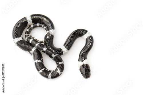 Wizerunek mały wąż na białym tle (Lycodon laoensis), gad ,. Zwierząt