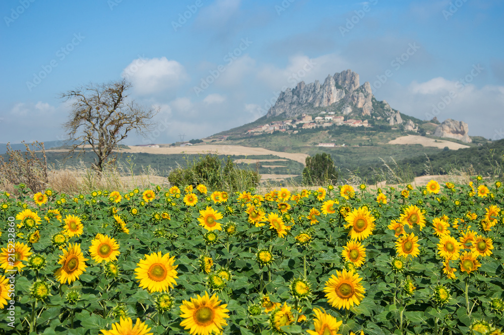 Landscaping with Sunflowers in Cellórigo (Spain)