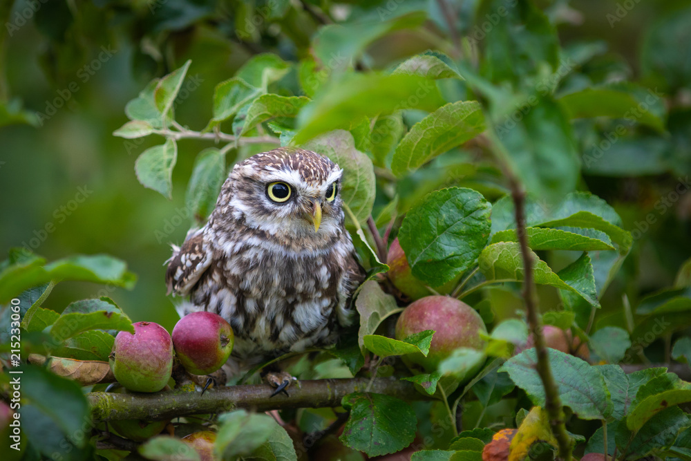 Naklejka premium Little owl (Athene noctua)