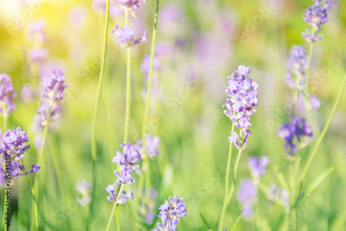 Fototapeta Naklejka Na Ścianę i Meble -  Lavender violet flowers on field