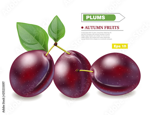 Plums Vector realistic isolated fruits. Harvest autumn seasons