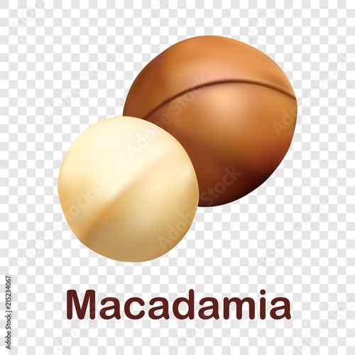 Macadamia icon. Realistic illustration of macadamia vector icon for on transparent background