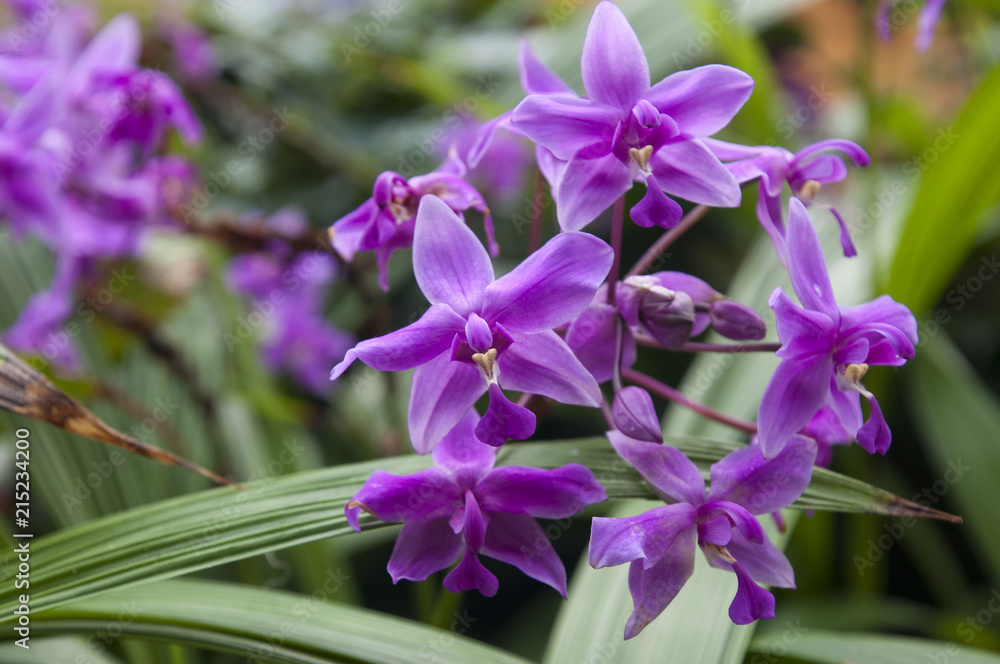 Sydney Australia, flower stem of a blue ginger plant Sydney Australia, flower stem of a blue ginger plant