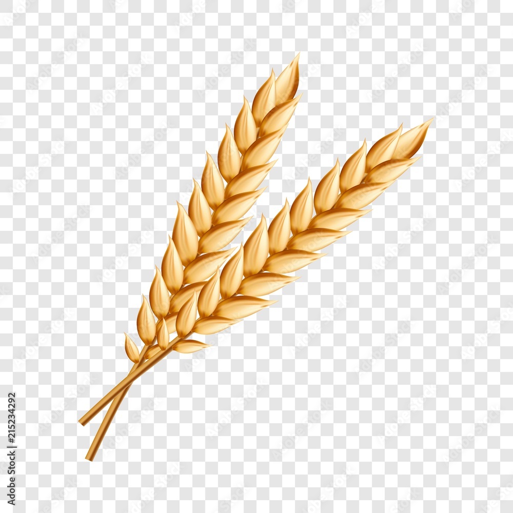 Wheat icon. Realistic illustration of wheat vector icon for on