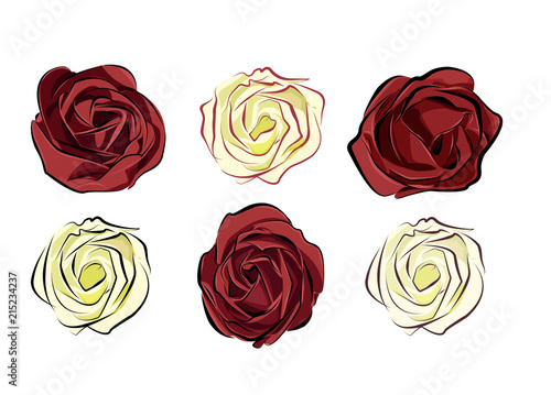 rose red and white isolated on white background separately arran