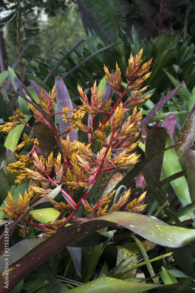 Obraz premium Sydney Australia, flower spike of a Aechmea callichroma