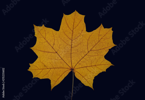 autumn maple leaf on dark blue background, close-up, leaves texture, beautiful nature, red autumnal background