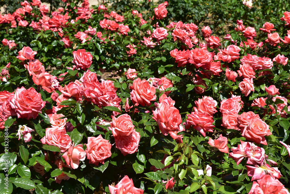 Roses Roses