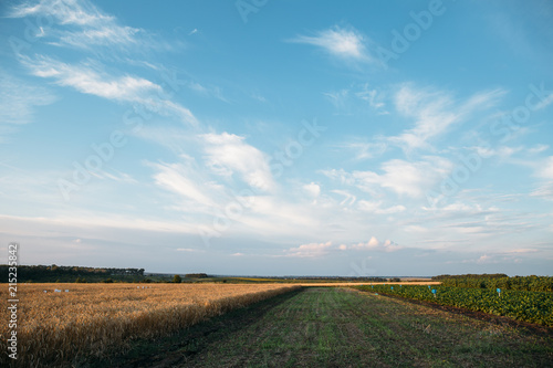 field of wheat and beets against a blue sky with clouds
