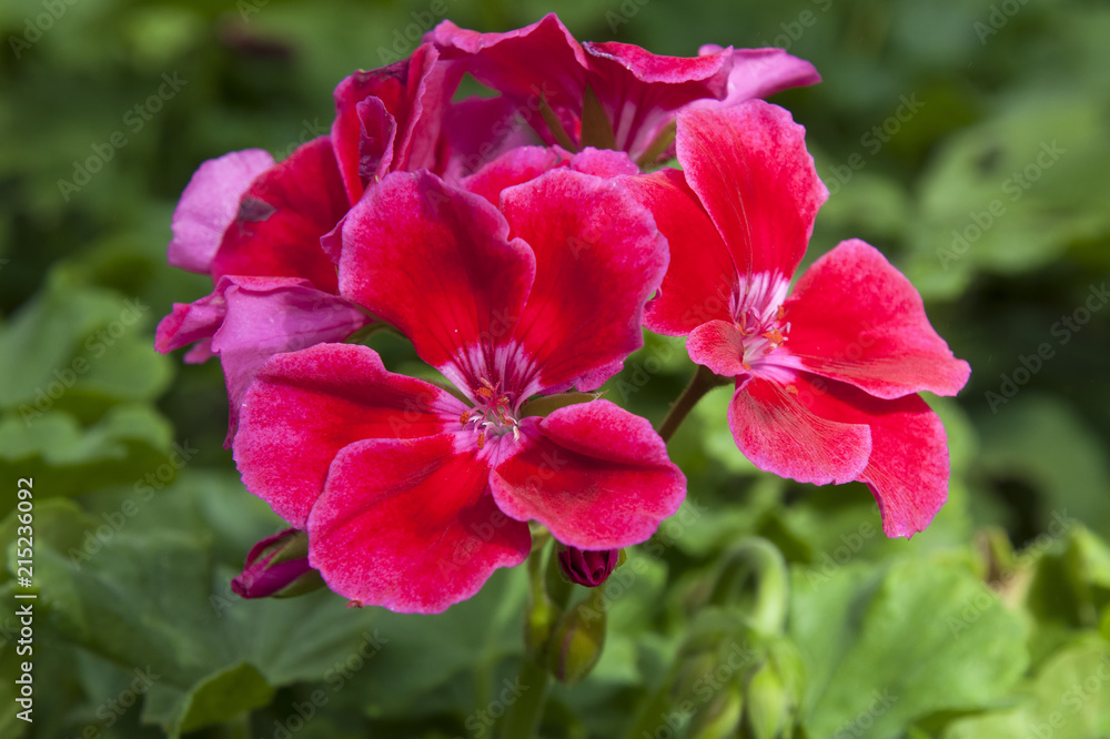 Sydney Australia, head of red and pink geranium flowers Sydney Australia, head of red and pink geranium flowers