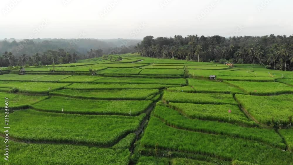 Aerial view flying close over some traditional rice terraces of Bali, Indonesia Aerial view flying close over some traditional rice terraces of Bali, Indonesia