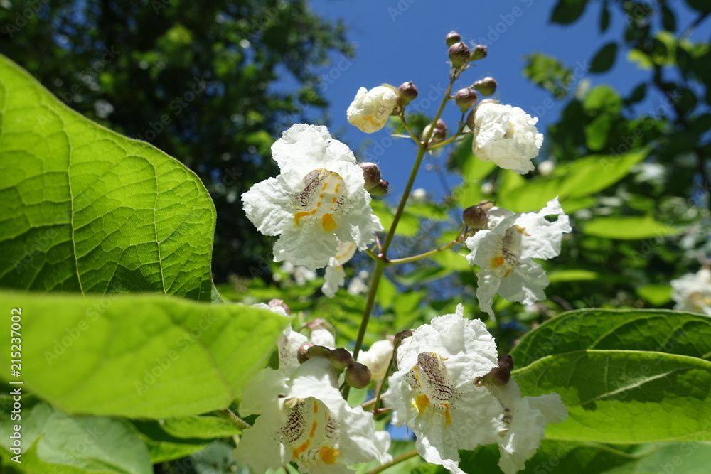 Blossom of catalpa tree against blue sky Blossom of catalpa tree against blue sky