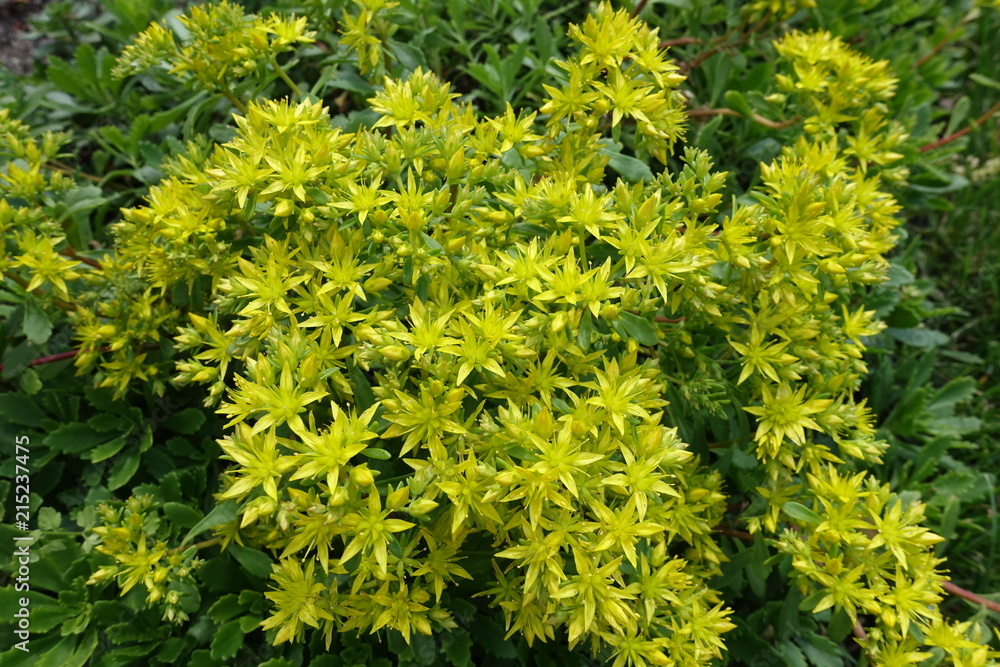 Sedum kamtschaticum in full bloom in the garden Sedum kamtschaticum in full bloom in the garden