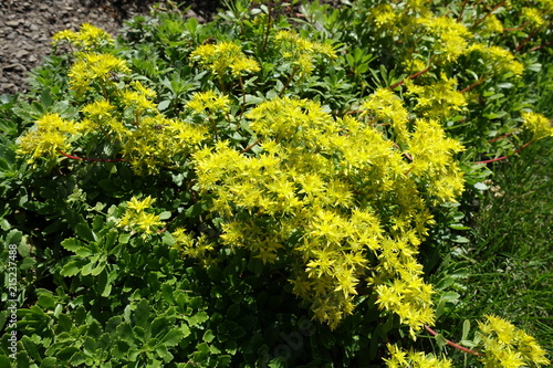 Yellow flowers of Sedum kamtschaticum in the garden