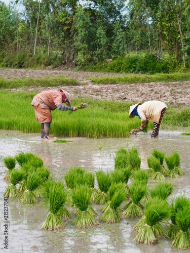 Agriculture in rice fields photo