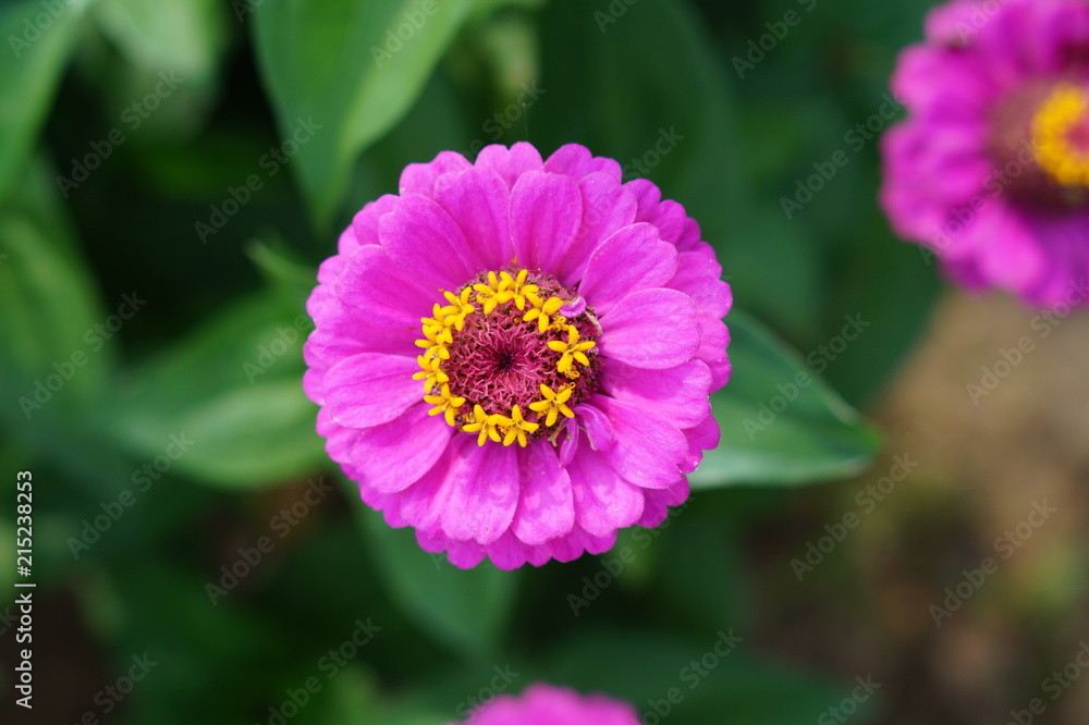 Obraz premium Zinnia