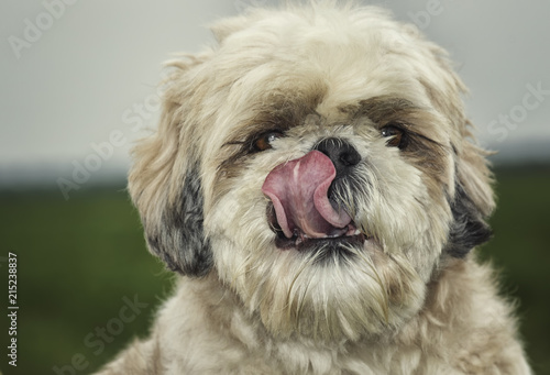The portrait of cute shitzu pet dog photo