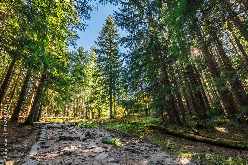 Naklejka premium Beautiful forest in Tatra mountains in autumn, Poland
