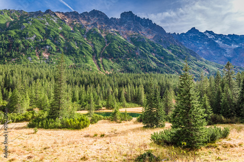 Fototapeta Naklejka Na Ścianę i Meble -  Yellow grass in the Tatras mountains in autumn, Poland