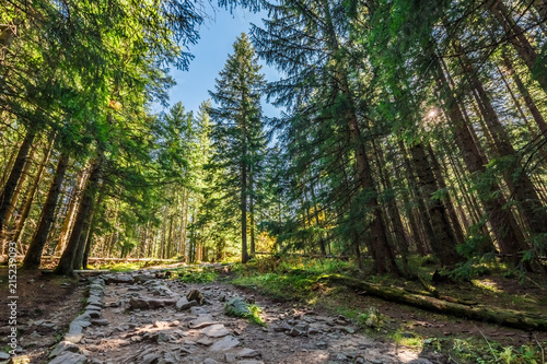 Fototapeta Naklejka Na Ścianę i Meble -  Beautiful forest in Tatra mountains in autumn, Poland