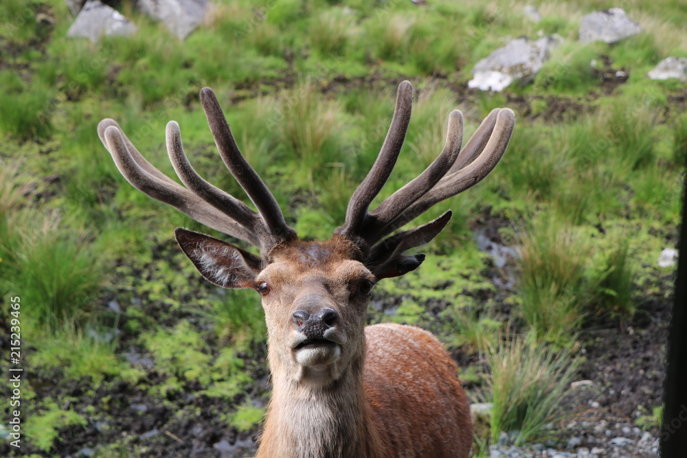 Hi have you got any carrots?