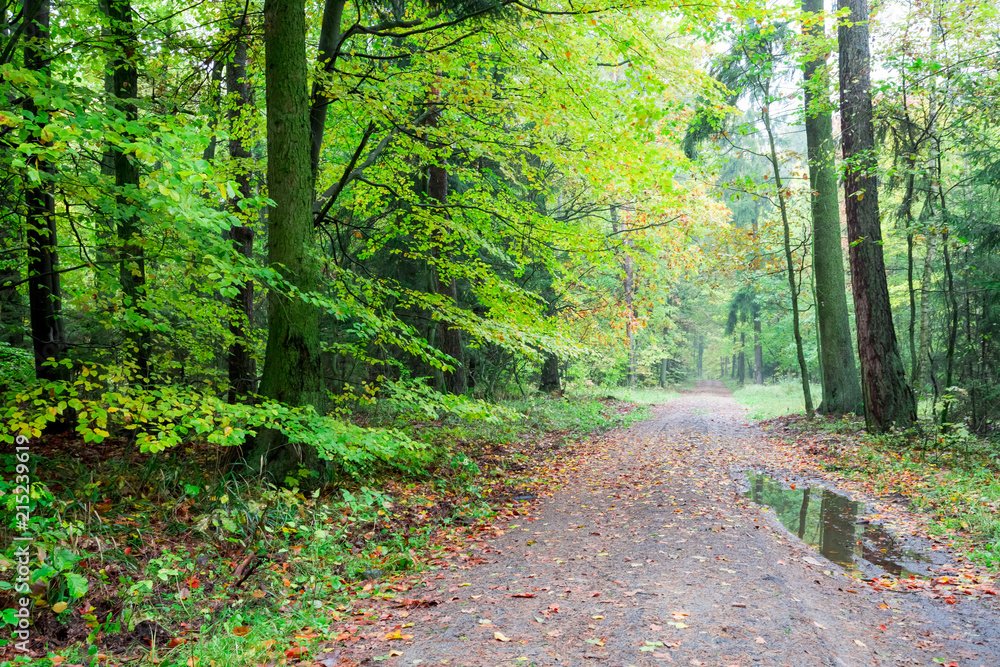 Fototapeta premium Leafy forest in the autumn in Poland