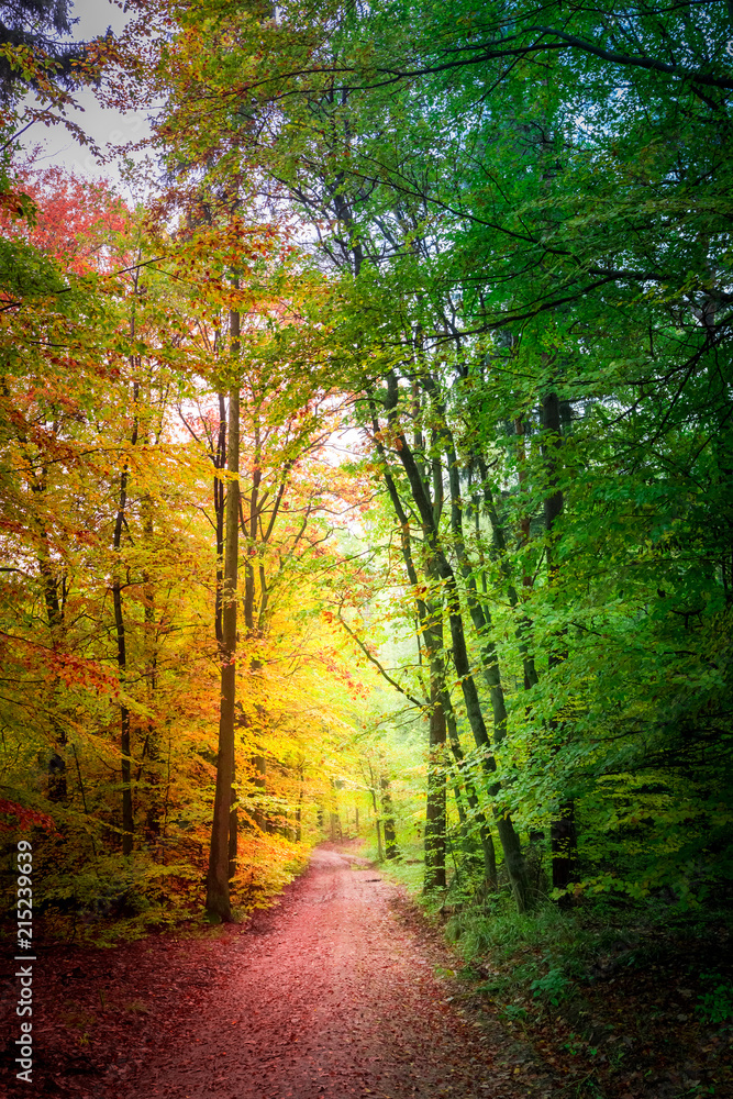 Obraz premium Forest full of color in the fall, Poland