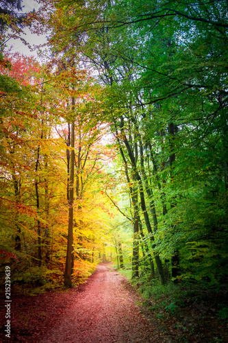 Forest full of color in the fall, Poland