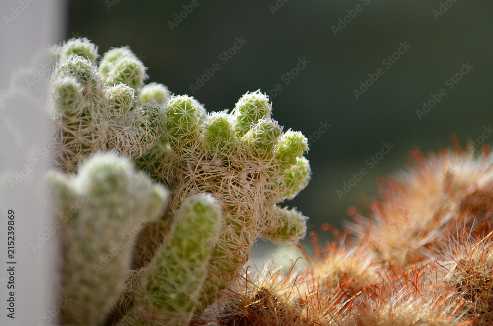 Cacti standing in a window lit by the sun