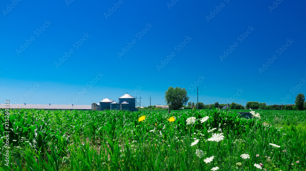 Countryside landscape with a beautiful blue sky. Countryside landscape with a beautiful blue sky.