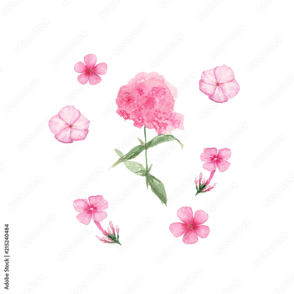 Fototapeta premium Watercolor of Pink Phlox isolated on white background, hand drawn illustration of flowers, can be used for invitation and greeting cards.