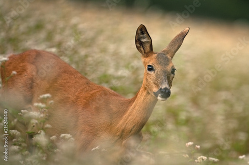 European roe deer, capreolus capreolus © prochym