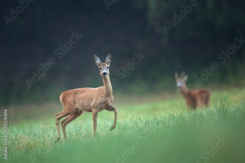 Fototapeta Naklejka Na Ścianę i Meble -  European roe deer, capreolus capreolus