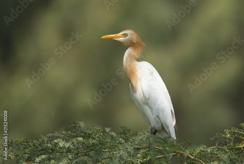 Canvas Print Cattle Egret