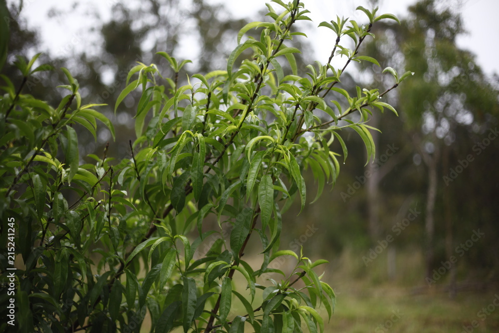 Wet eucalyptus tree leaves after rain, Port Stephens, NSW, Australia Wet eucalyptus tree leaves after rain, Port Stephens, NSW, Australia