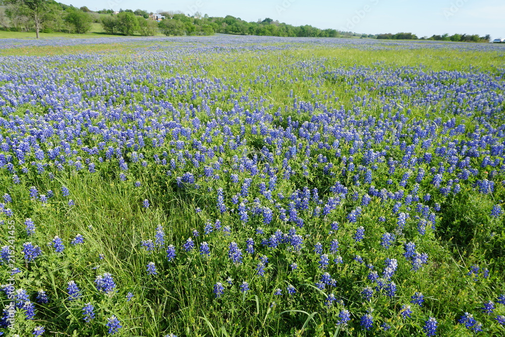 Bluebonnets Bluebonnets