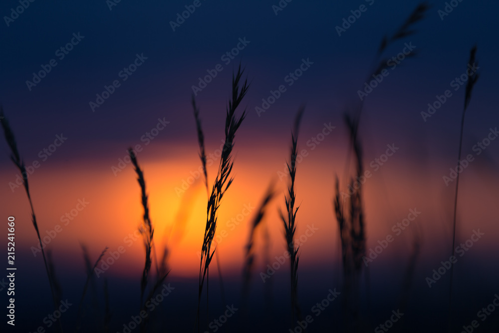 Fototapeta premium Gras in Sunset