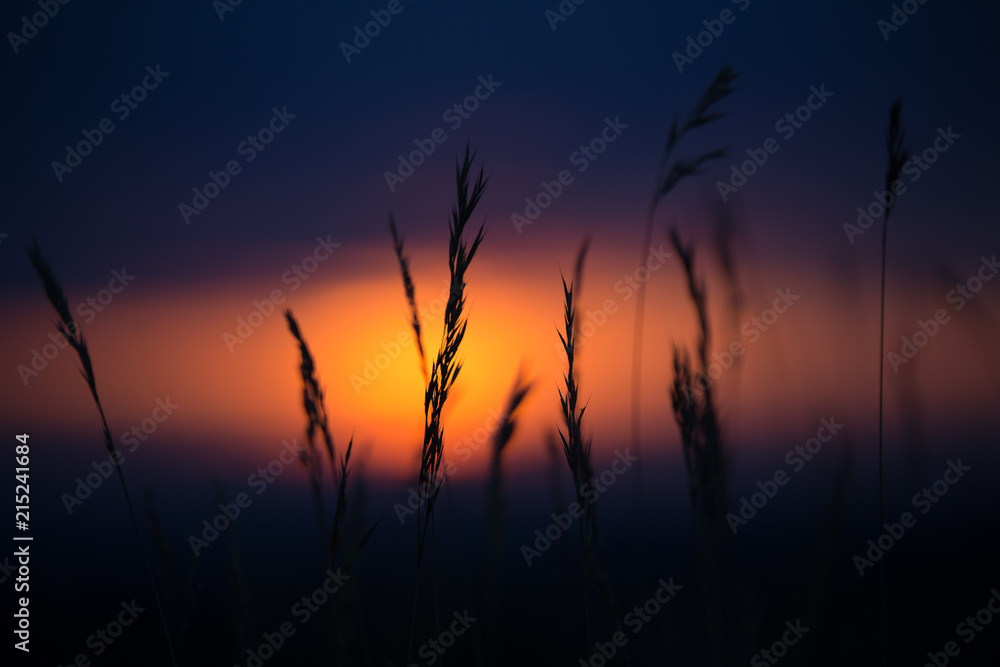 Gras in Sunset