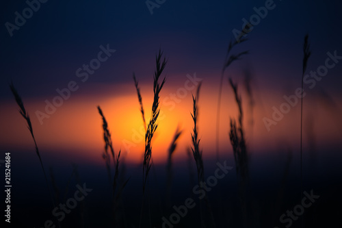 Gras in Sunset © Florin