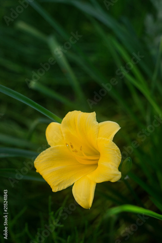 Blooming unusual yellow mini daylilies, grown on a home flower bed.