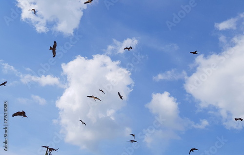 oiseaux,dans le ciel bleu,vautours...