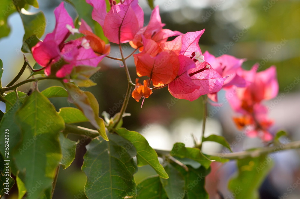 Obraz premium Bright flowers in Nepal